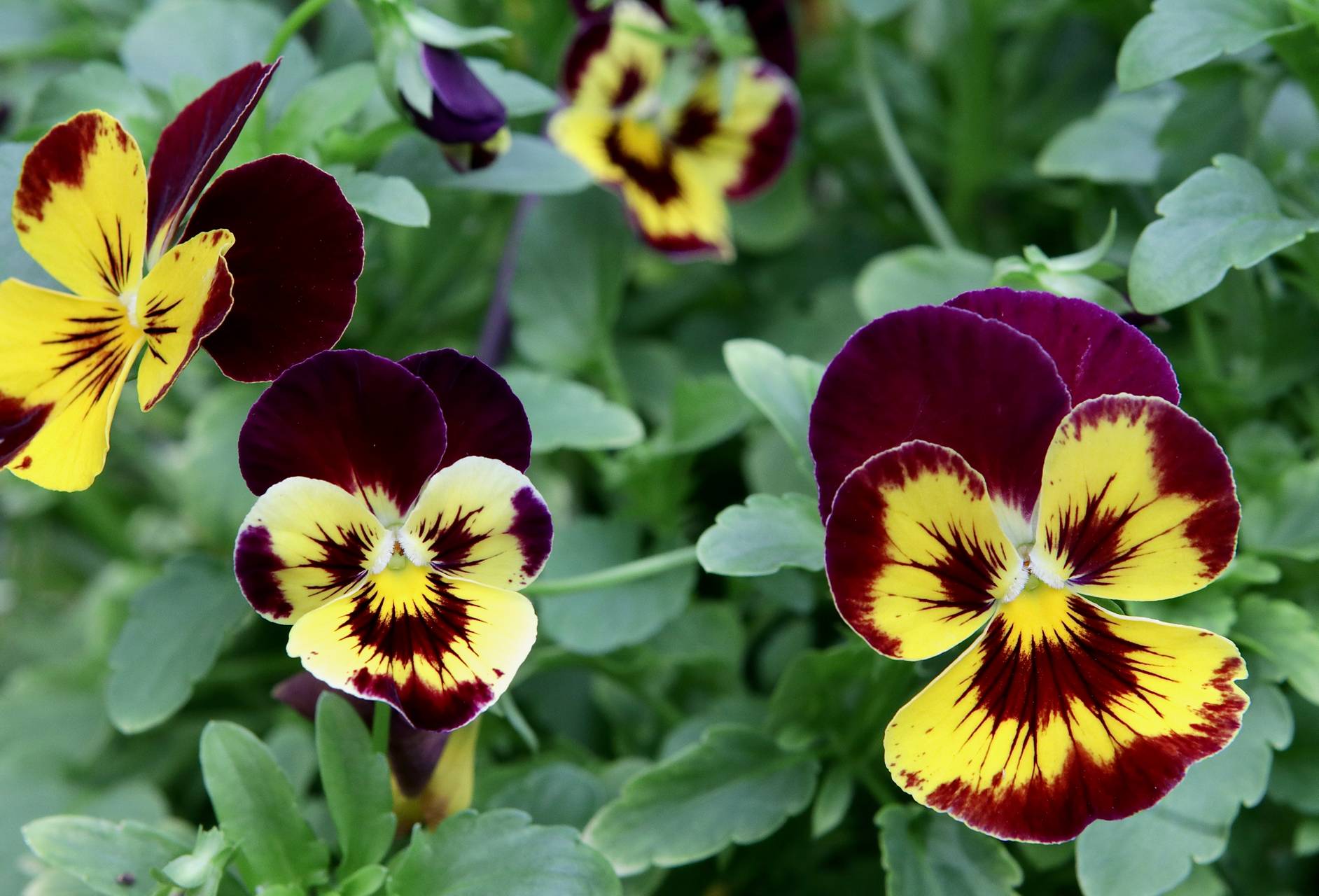 Photo of Garden Pansy